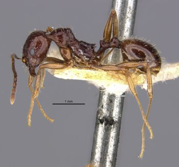 Media type: image;   Entomology 20606 Aspect: habitus lateral view 2